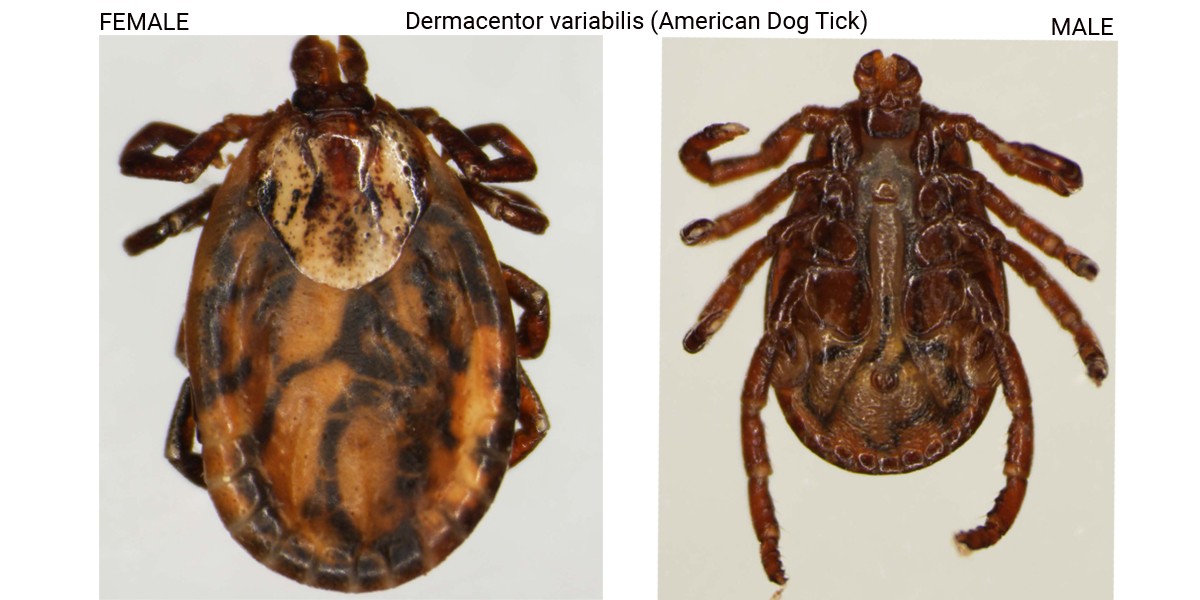 Investigating Bobcat Fever Cornell Wildlife Health Lab